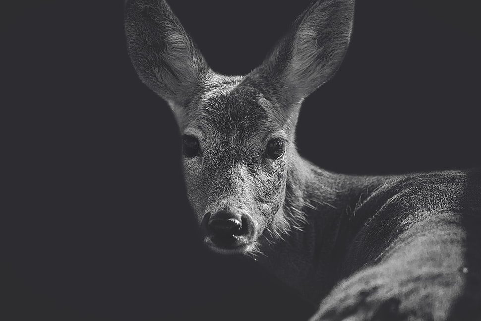 grayscale photo of deer, animals, deer, closeup, monochrome HD wallpaper