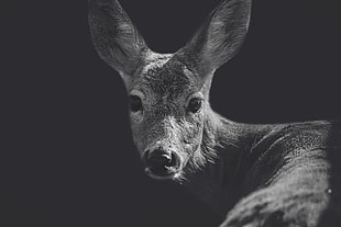grayscale photo of deer, animals, deer, closeup, monochrome