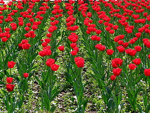 close up photography of red rose field