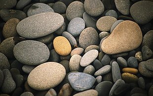 selective focus photography of brown and gray pebbles and stones