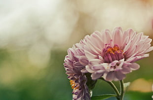 pink chrysanthemums, Flower, Bud, Pink HD wallpaper
