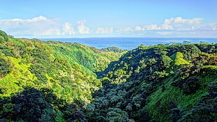 green mountain range, tropical water, tropical forest, Hawaii, isle of Maui HD wallpaper