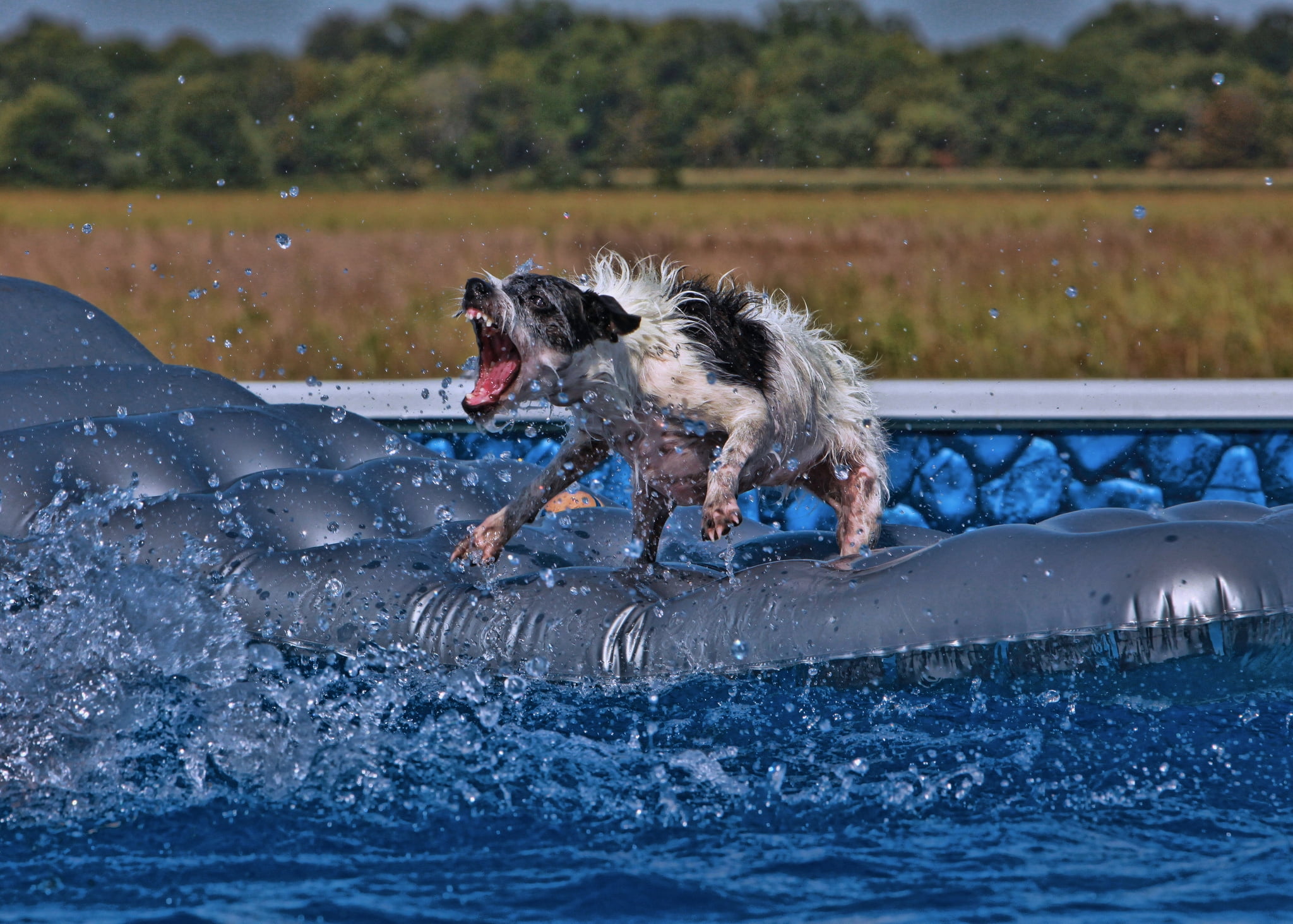 photo of wirehaired black and white dog on tufted inflatable pad on water