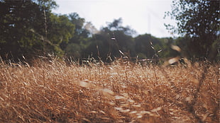 brown grass, grass, nature HD wallpaper