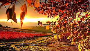 orange leafed trees, vineyard, nature, landscape, sunlight HD wallpaper