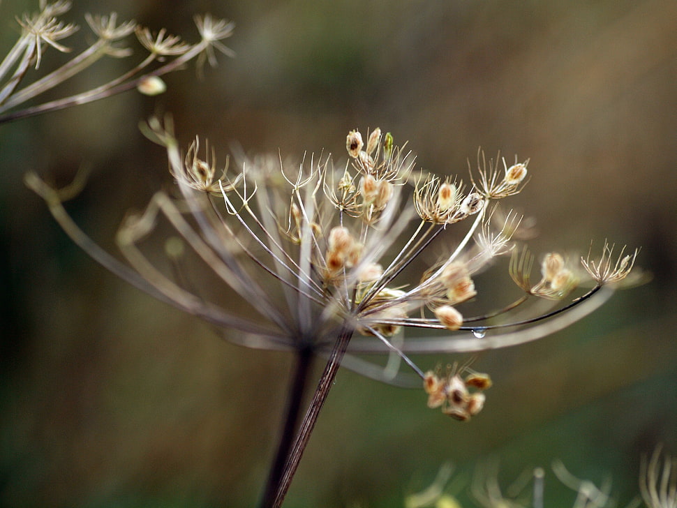 yellow plant macro photography HD wallpaper