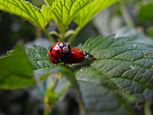 two ladybugs on green leaf during daytime