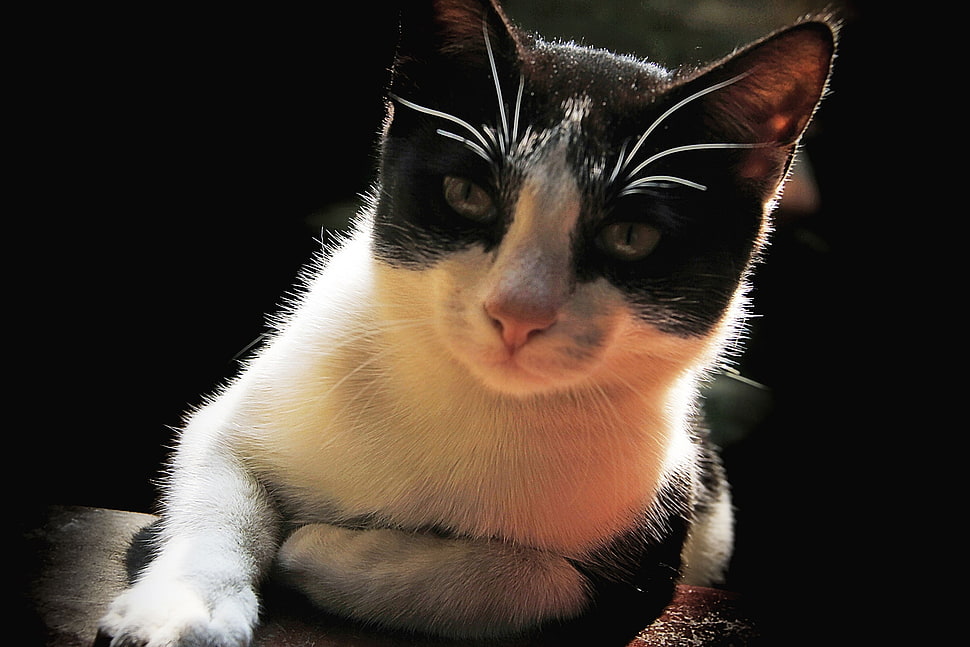 closeup photo of black and white cat HD wallpaper
