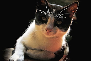 closeup photo of black and white cat