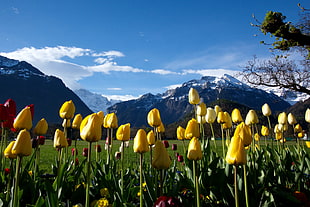 patch of Yellow-and-Red Tulips shown at daytime HD wallpaper