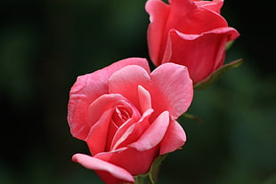 selective photo of pink roses