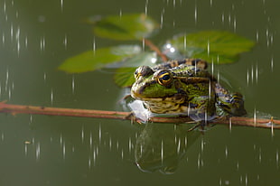 closeup photography of green frog standing on brown branch