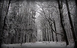 grayscale photography of forest, winter, trees, nature