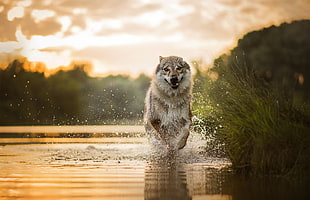 gray wolf, running, dog, nature, water HD wallpaper