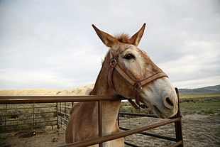 brown horse in cage, mule