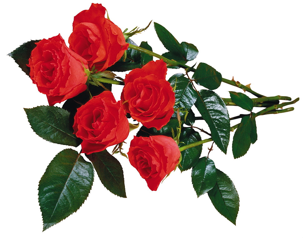closeup photo of five red Roses HD wallpaper
