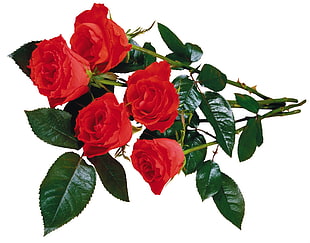 closeup photo of five red Roses