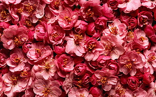 scattered pink and white flowers HD wallpaper
