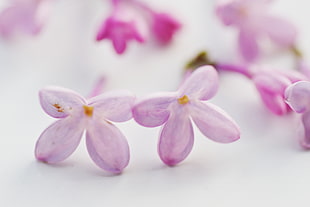 close up photography of pink and white petaled flowers