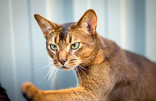 brown short-coated cat