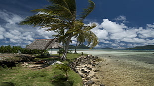 photo of coconut trees at seashore during daytime