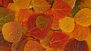 brown leaves, leaves, rain, fall HD wallpaper