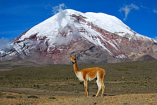 brown camel near mountain during daytime HD wallpaper