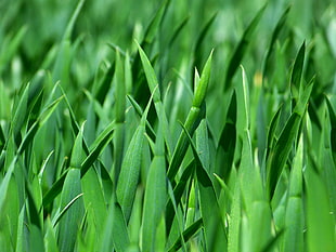 green grass depth of field photo HD wallpaper