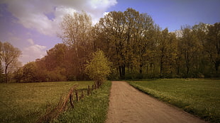 green grass, Poland, spring, forest, landscape HD wallpaper