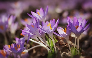 focus photo of purple flowers