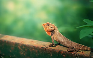 brown lizard on tree branch HD wallpaper