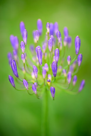 purple flower in macro shot photography HD wallpaper