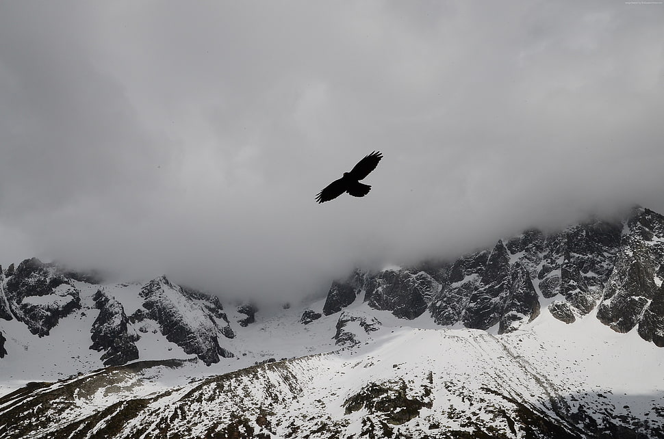 black bird flying HD wallpaper