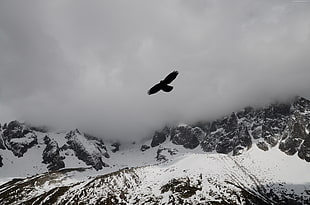 black bird flying