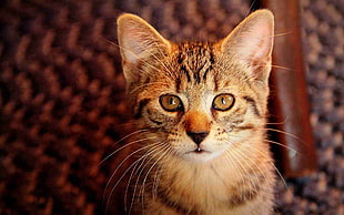 brown tabby kitten, cat HD wallpaper