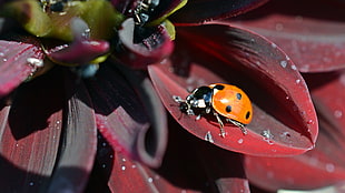 orange Ladybug perched on green leaf in closeup photo