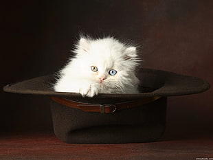 white cat, cat HD wallpaper