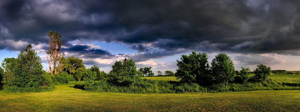 green open field surrounded by green trees during black sky HD wallpaper