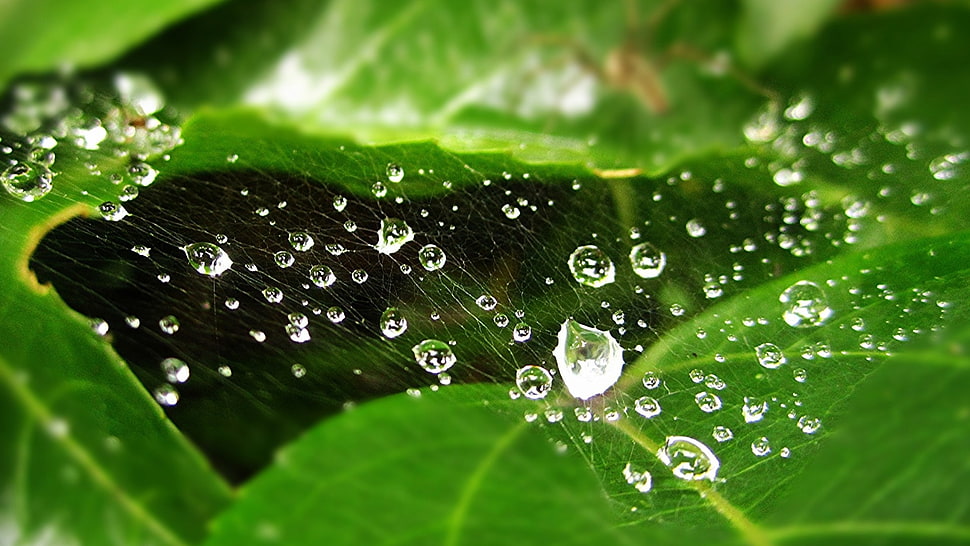 green leafed plant, nature, green, water drops, leaves HD wallpaper