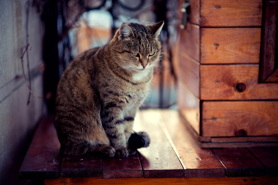 brown tabby cat, cat HD wallpaper