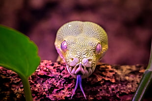 snake with purple eye and tongue out