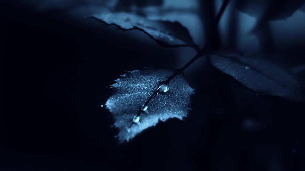 water dew on leaf, nature, water drops, leaves HD wallpaper