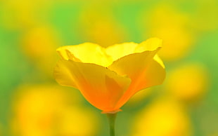 yellow California poppy flower, flowers, yellow flowers, poppies, plants HD wallpaper