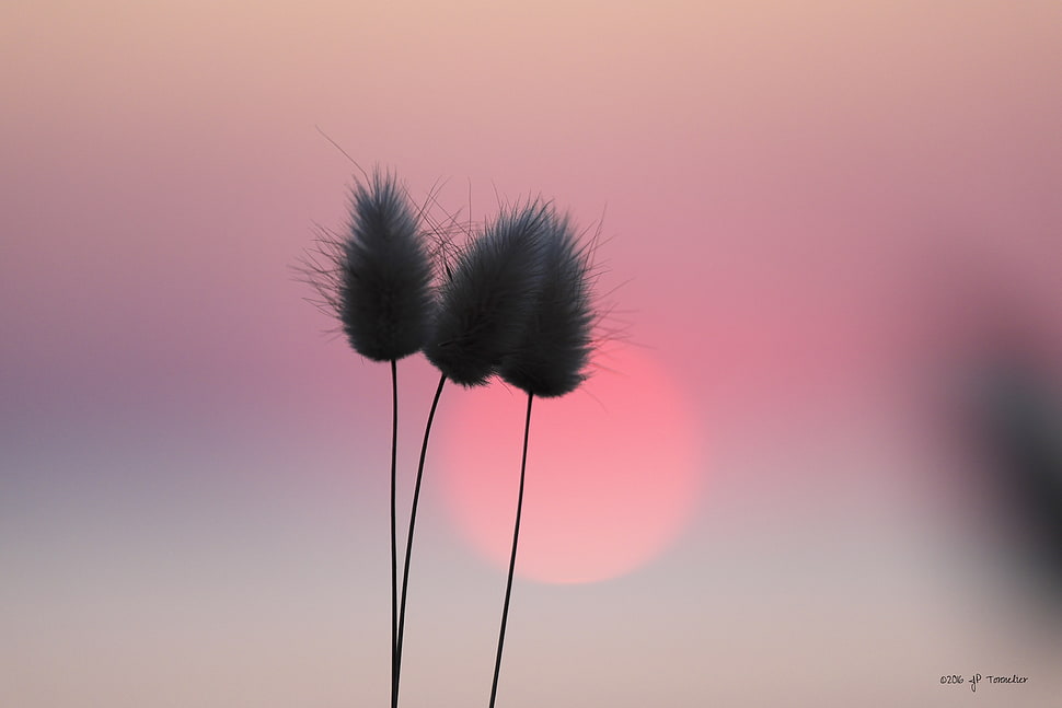 black and gray silhouette plant, rose HD wallpaper