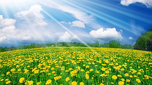 yellow flowers field at daytime HD wallpaper
