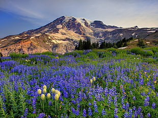 purple flower field near the mountain