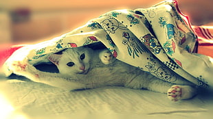 white cat covered with floral blanket