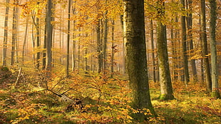 forest painting HD wallpaper