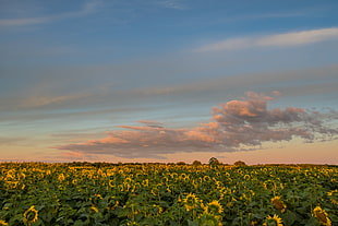 bed of sunflower during golden hour, sunflowers