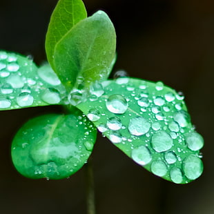 green leaf plant with waterdrops in close up photo